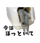 サバトラねこ、ルカの気持ち（個別スタンプ：9）