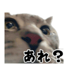 サバトラねこ、ルカの気持ち（個別スタンプ：10）