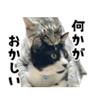 サバトラねこ、ルカの気持ち（個別スタンプ：11）