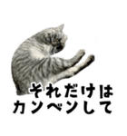 サバトラねこ、ルカの気持ち（個別スタンプ：13）