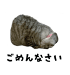 サバトラねこ、ルカの気持ち（個別スタンプ：14）