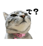 サバトラねこ、ルカの気持ち（個別スタンプ：15）