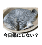 サバトラねこ、ルカの気持ち（個別スタンプ：16）