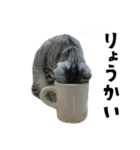 サバトラねこ、ルカの気持ち（個別スタンプ：17）