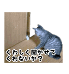 サバトラねこ、ルカの気持ち（個別スタンプ：20）