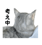 サバトラねこ、ルカの気持ち（個別スタンプ：21）