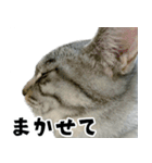 サバトラねこ、ルカの気持ち（個別スタンプ：22）