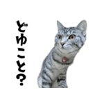 サバトラねこ、ルカの気持ち（個別スタンプ：25）