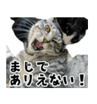 サバトラねこ、ルカの気持ち（個別スタンプ：26）