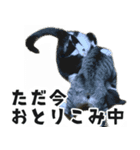 サバトラねこ、ルカの気持ち（個別スタンプ：27）