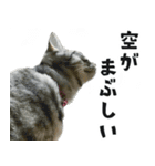 サバトラねこ、ルカの気持ち（個別スタンプ：28）
