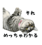 サバトラねこ、ルカの気持ち（個別スタンプ：29）