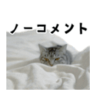 サバトラねこ、ルカの気持ち（個別スタンプ：32）