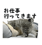 サバトラねこ、ルカの気持ち（個別スタンプ：34）