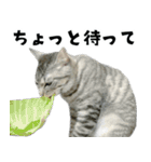 サバトラねこ、ルカの気持ち（個別スタンプ：37）