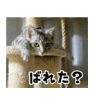 サバトラねこ、ルカの気持ち（個別スタンプ：38）