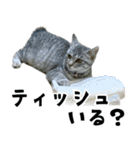 サバトラねこ、ルカの気持ち（個別スタンプ：39）