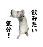サバトラねこ、ルカの気持ち（個別スタンプ：40）