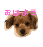 ロッキー君の日常スタンプNo2（個別スタンプ：2）