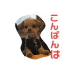 ロッキー君の日常スタンプNo2（個別スタンプ：3）