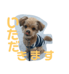 ロッキー君の日常スタンプNo2（個別スタンプ：4）