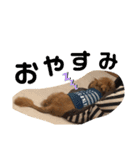 ロッキー君の日常スタンプNo2（個別スタンプ：8）