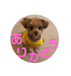 ロッキー君の日常スタンプNo2（個別スタンプ：9）