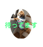 ロッキー君の日常スタンプNo2（個別スタンプ：16）