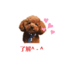トイプードルチョコ君専用♡（個別スタンプ：1）