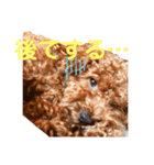 トイプードルチョコ君専用♡（個別スタンプ：5）