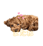 トイプードルチョコ君専用♡（個別スタンプ：6）