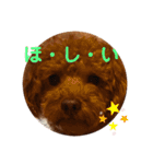 トイプードルチョコ君専用♡（個別スタンプ：13）