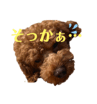 トイプードルチョコ君専用♡（個別スタンプ：15）