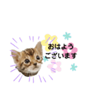 ベンガル子猫（個別スタンプ：1）
