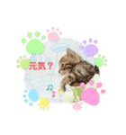 ベンガル子猫（個別スタンプ：2）
