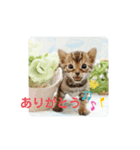 ベンガル子猫（個別スタンプ：3）