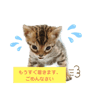 ベンガル子猫（個別スタンプ：4）