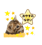 ベンガル子猫（個別スタンプ：5）