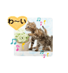 ベンガル子猫（個別スタンプ：6）