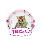 ベンガル子猫（個別スタンプ：7）