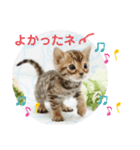 ベンガル子猫（個別スタンプ：9）