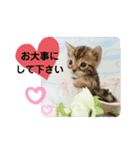 ベンガル子猫（個別スタンプ：10）