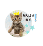 ベンガル子猫（個別スタンプ：11）