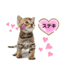 ベンガル子猫（個別スタンプ：12）