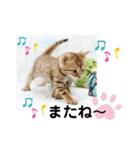 ベンガル子猫（個別スタンプ：13）