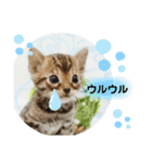 ベンガル子猫（個別スタンプ：14）