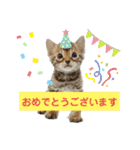 ベンガル子猫（個別スタンプ：15）
