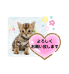 ベンガル子猫（個別スタンプ：16）