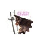ちわわのれおちゃん（個別スタンプ：5）