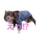 ちわわのれおちゃん（個別スタンプ：6）